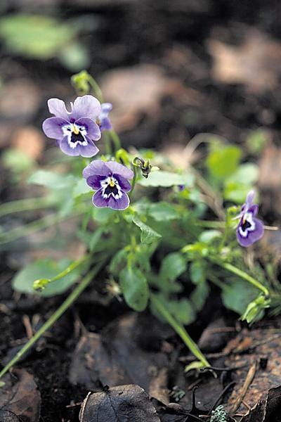 Orvokki kukki Hyvinkäällä 15. joulukuuta.