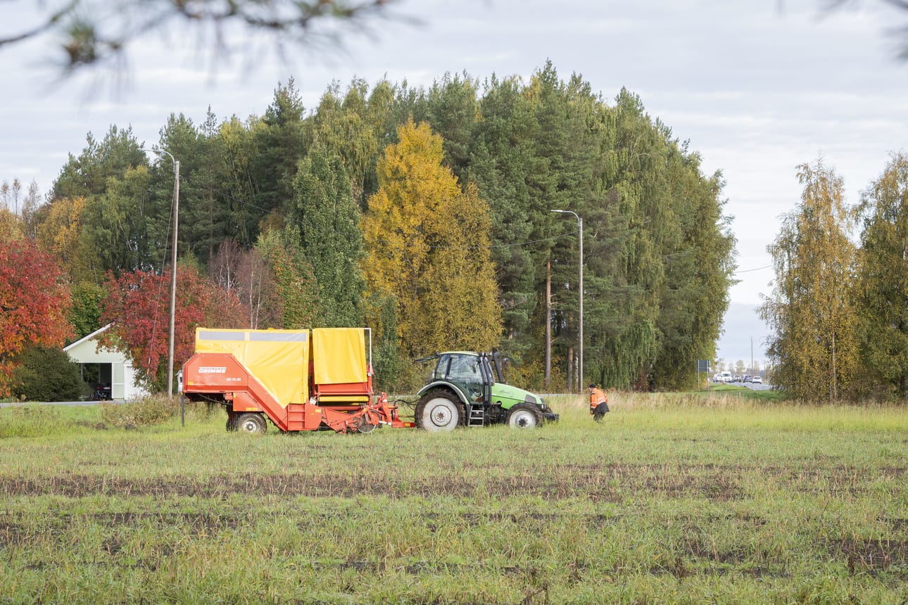 Tyrnävällä nostettiin perunaa perjantaina aamupäivällä.