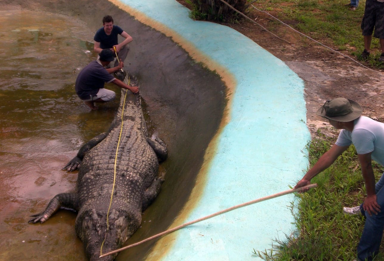 Jättikrokotiili Lolong on yli kuusi metriä pitkä. Lolong mitattiin viime marraskuussa.