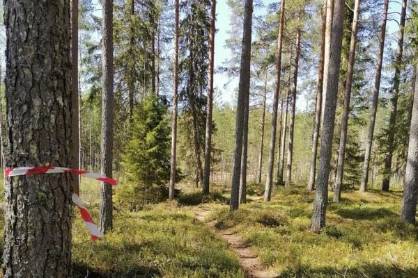 Reitti kulkee Kalliojärven metsissä, pääosin Mika Paajasteen ja muiden maastopyöräilijöiden tekemää reittiä pitkin. KUVA: LIIKUNTA-AALTO 2020