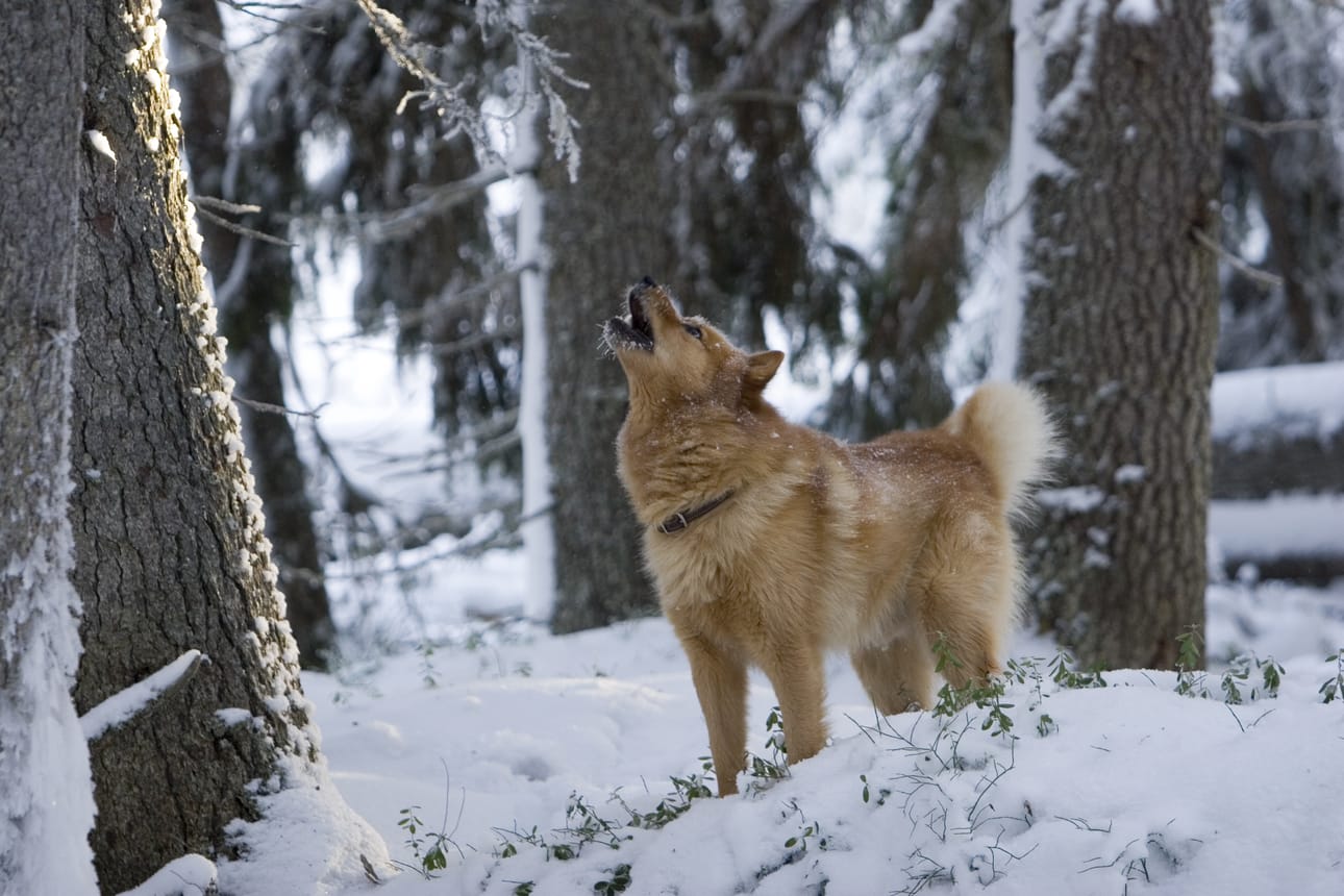 Paitsi metsästyskoira, suomenpystykorva on erinomainen perhekoira ja sitä tapaa myös jonkin verran kaupungeista. Rotu on suhteellisen terve. Suomenpystykorvia rekisteröidään vuosittain noin 600–700.