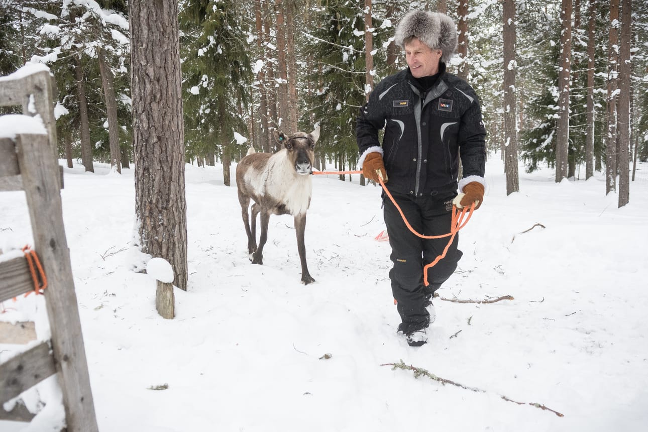 Tummanopsa on Esko Aholan valmentama, tänä keväänä viisi vuotta täyttävä Lapin parhaimpiin kuuluva kilpaporo.