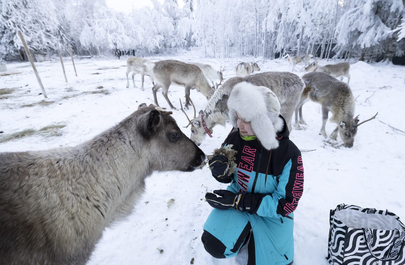 Porot saavat jäkälää syödäkseen. Meri Peuhkurisen kouluttamista poroista yksi työskentelee parhaillaan Levillä.