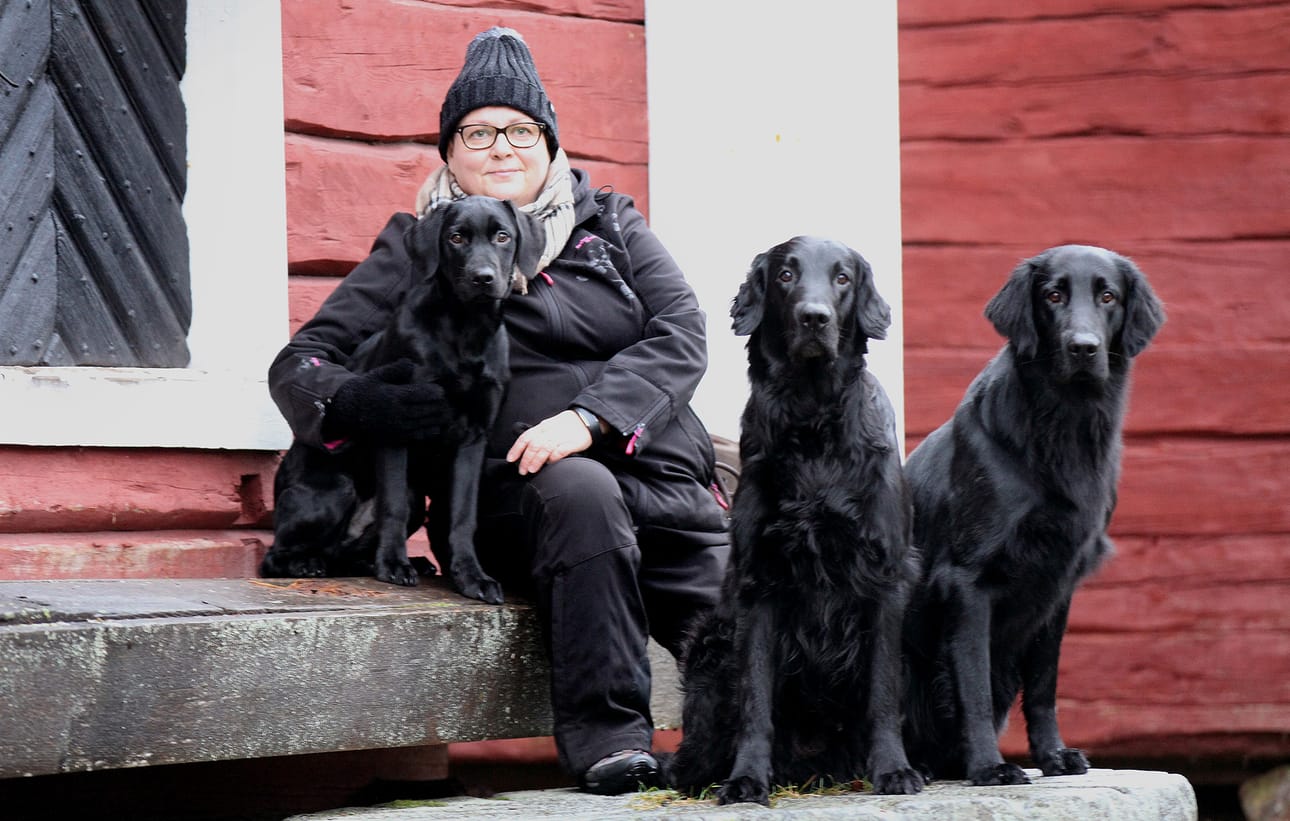 Homekoiraohjaaja Raija Gärding pyydetään kolmen koiransa kanssa töihin usein omakotitaloihin, jossa asukkaalla on herännyt epäilys mahdollisesta sisäilmaongelmasta.