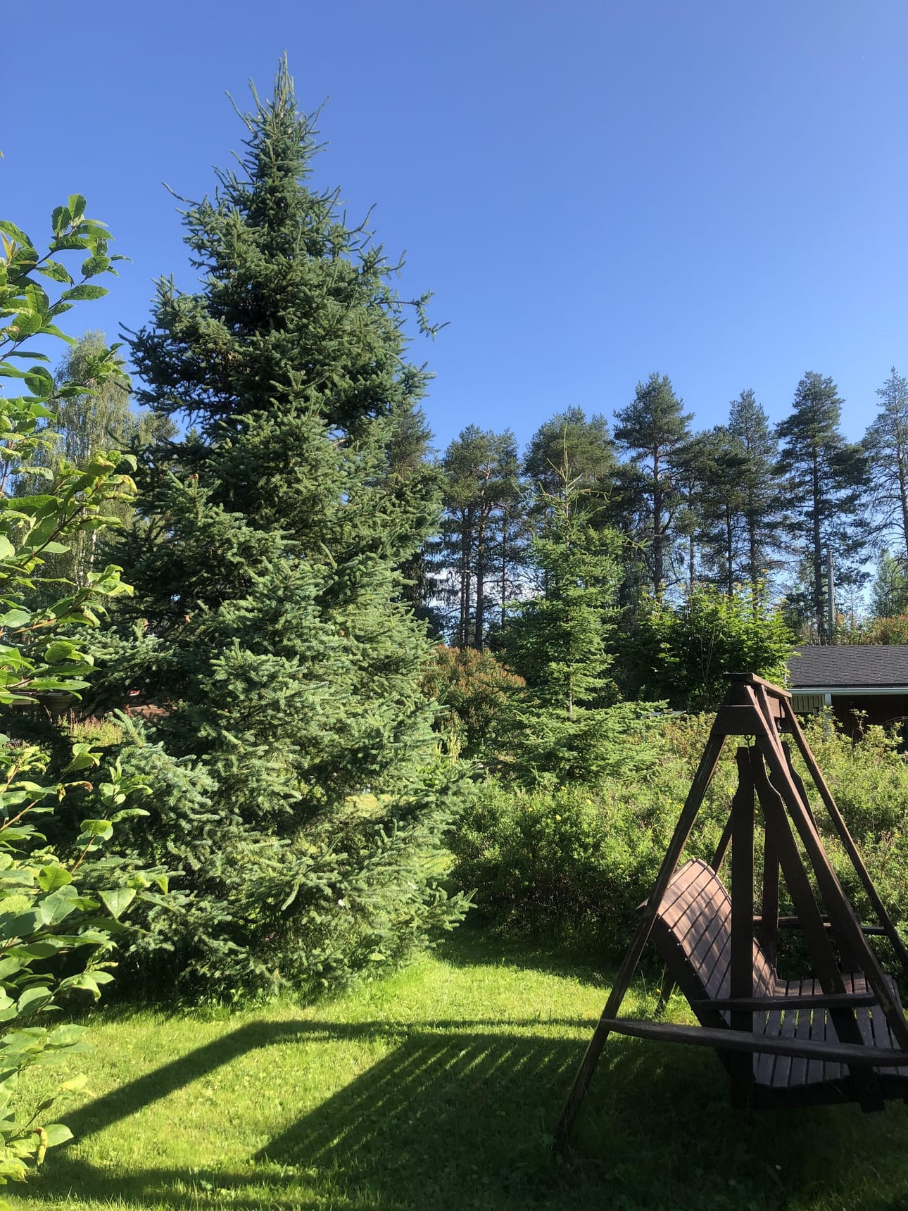 Kotikuusi.