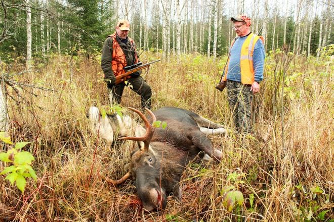 Jari Toppinen (oik.) kaatoi hirven Hopearuukin maastossa, vieressä Timo Hänninen. Oma ansionsa kaatoon oli Toppisen Saku-koiralla. KUVA: VILLE TOPPINEN