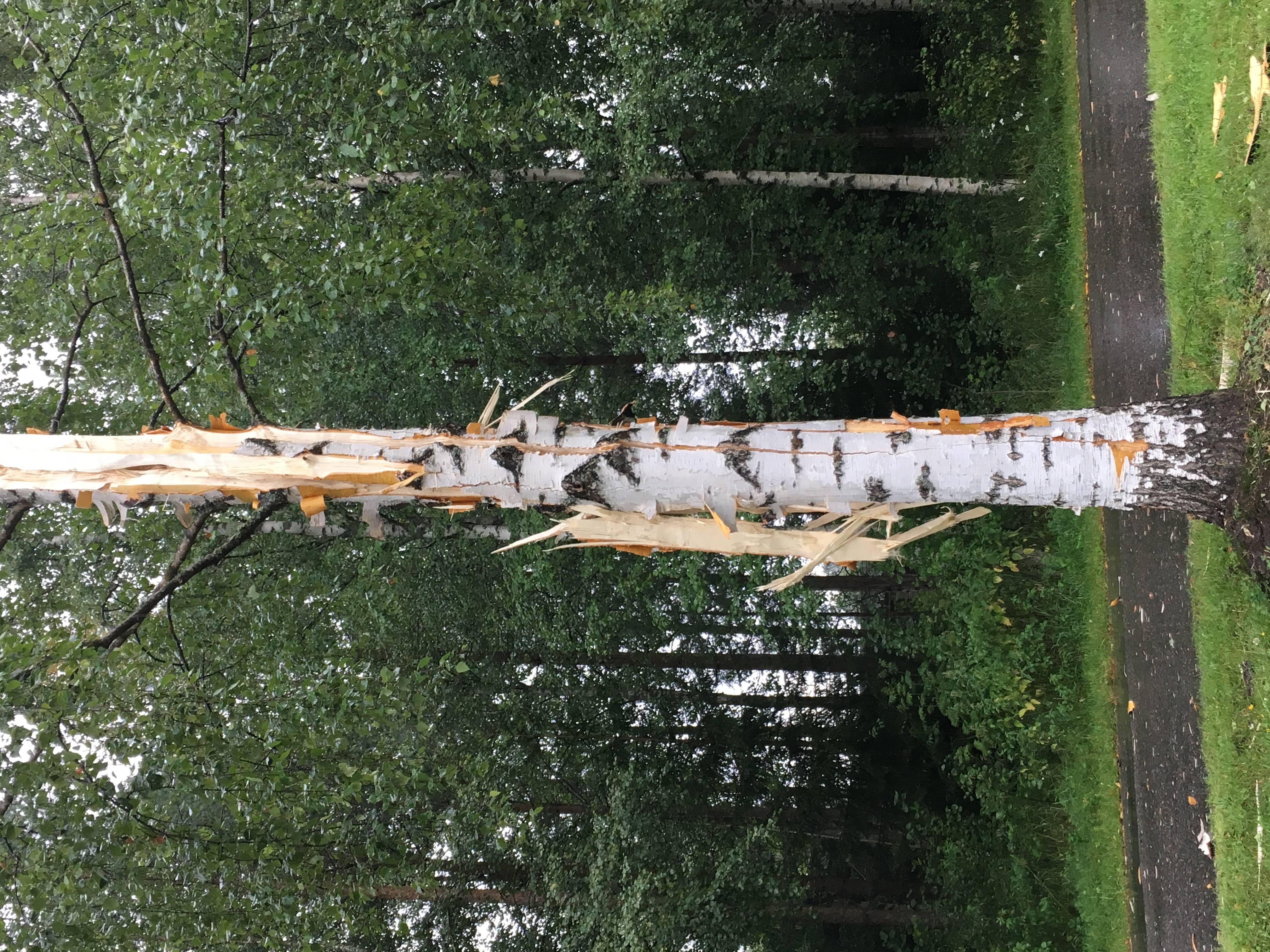 Salama iski kookkaan koivun säpäleiksi Rajakylässä.