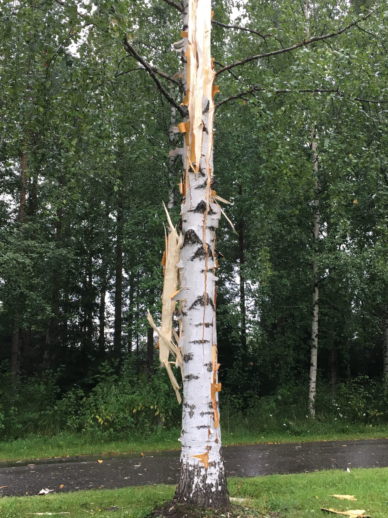 Salama iski kookkaan koivun säpäleiksi Rajakylässä.