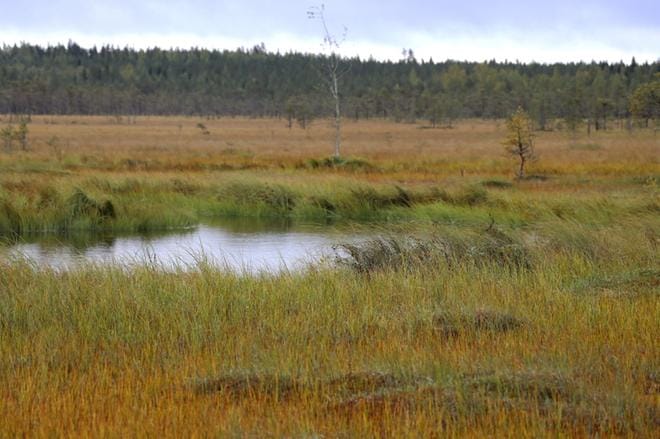 Lampakanneva on monipuolinen luontoalue lampareineen. KUVAT: JARI E. HAKALA