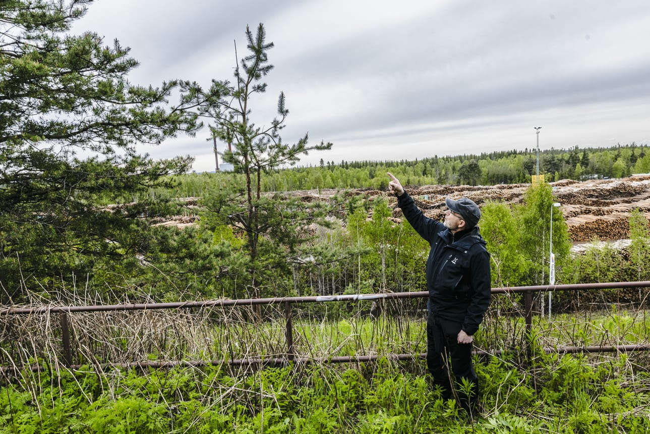 Tutkimusprofessori Pasi Rautio Luonnonvarakeskuksesta näyttää, miten männyn latva on kasvanut vinoon ja haarautunut, koska sen latvakasvaimet on useampaan kertaan syöty. Ytimennävertäjän ruokailu ei tapa tervettä puuta, mutta tekee siitä ruman näköisen.