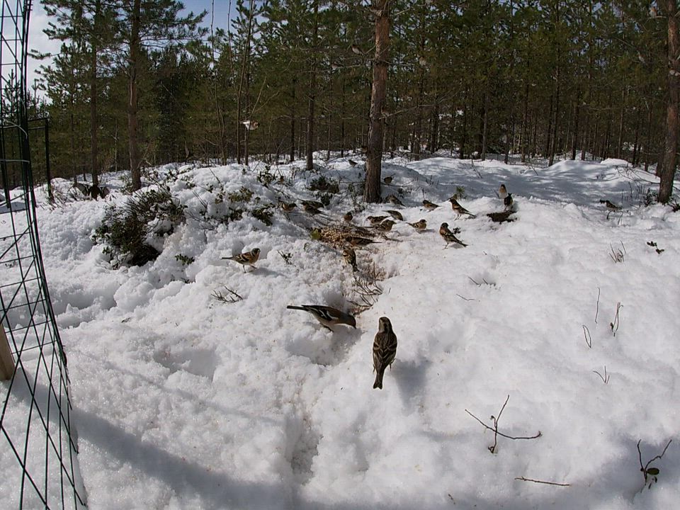 Takatalven yllättämien pikkulintujen ruokintaa