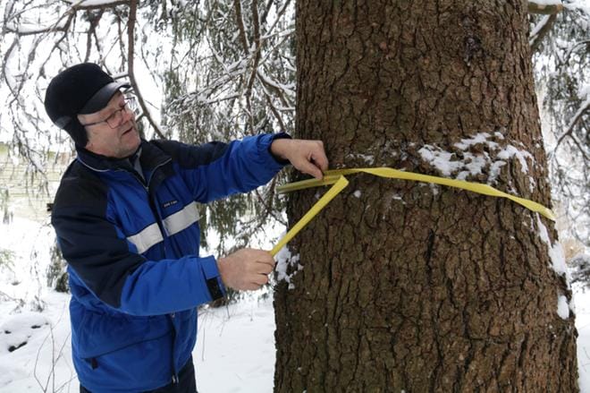 Hannu Pirttinen tarkasti asukaslautakunnan suojeltavaksi esittämän kuusen ympärysmitan viime viikolla. KUVAT: ANU NAHKALA