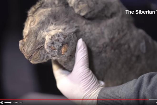 Luolaleijonan pennun hyvin säilyneestä muumiosta on useita kuvia ja video Siberian Timesin verkkosivuilla. Kuva: Kuvakaappaus Siberian Timesin Youtube-videolta