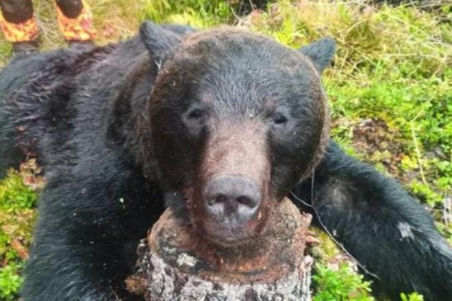 Alajärvi–Kuortane–Soini–Alavus–Ähtäri-alueella on kaadettu uroskarhu poikkeusluvalla tiistaiaamuna. Metsästysseuralla on jäljellä vielä yksi lupa karhunkaatoon. Kuva: Kuortaneen metsästysseura Ry
