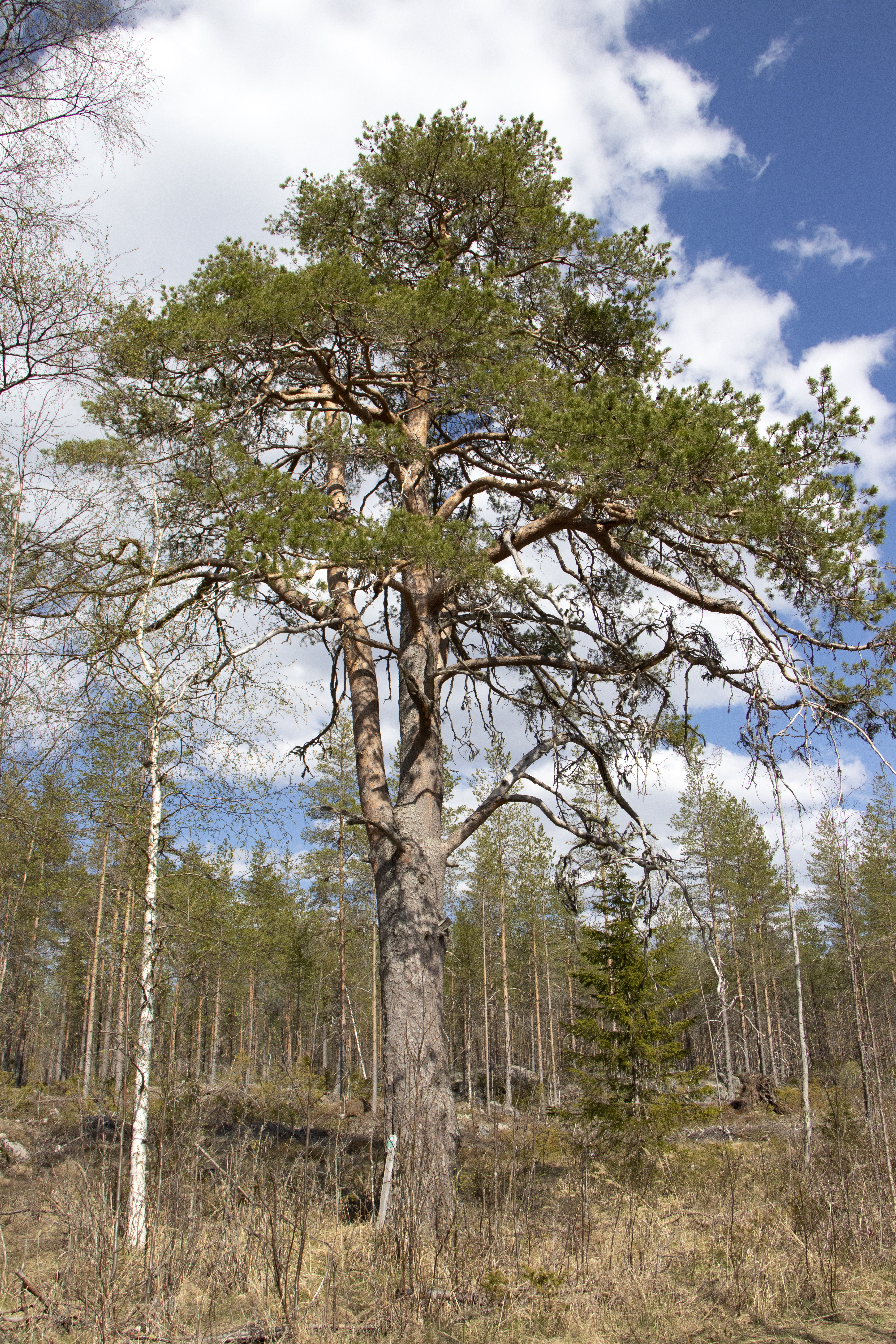 Alueella on oletettavasti sijainnut karjamaja sekä kesähaka. Löytyypä sieltä vielä pystyssä oleva, komea petäjä, joka on rauhoitettu  perimätietojen mukaan paikallisten isäntämiesten toimesta 1970-luvulla.