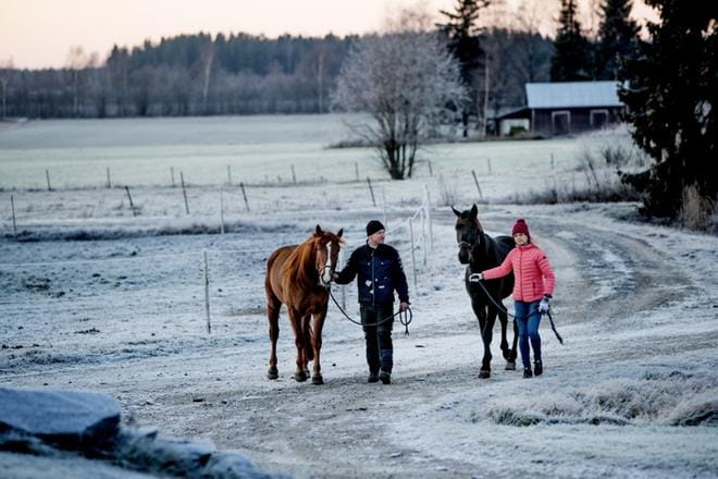 Mikko ja Anu Niemistö suuntaavat perjantai-iltana luottavaisin mielin Likserin ja Ernie Bellin kanssa Ilkka-ajon finaaleihin. KUVA: JAAKKO ELENIUS