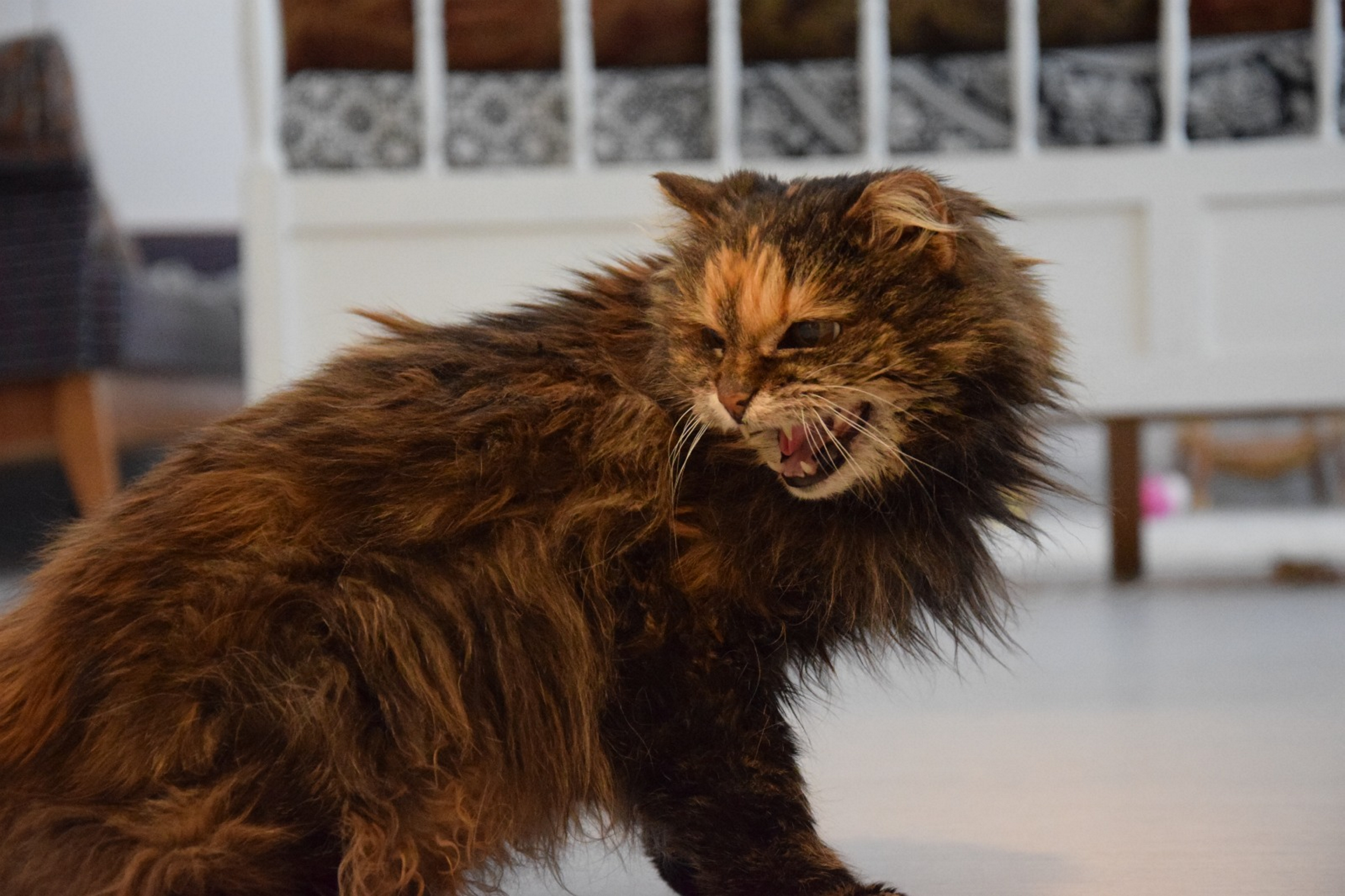 Kissatalo ei muuta Isolahteen
– valitus meni läpi