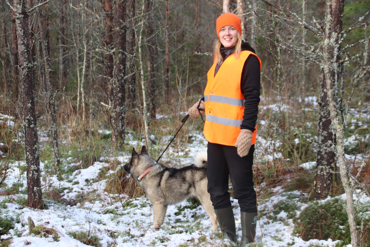 Pirre Seppänen osallistui Piippolan Kirkonkylän hirviporukan mukana jahtiin aseettomana ajomiehenä. Hihnan päässä on Arttu Ahon omistama metsästyskoira Raju.