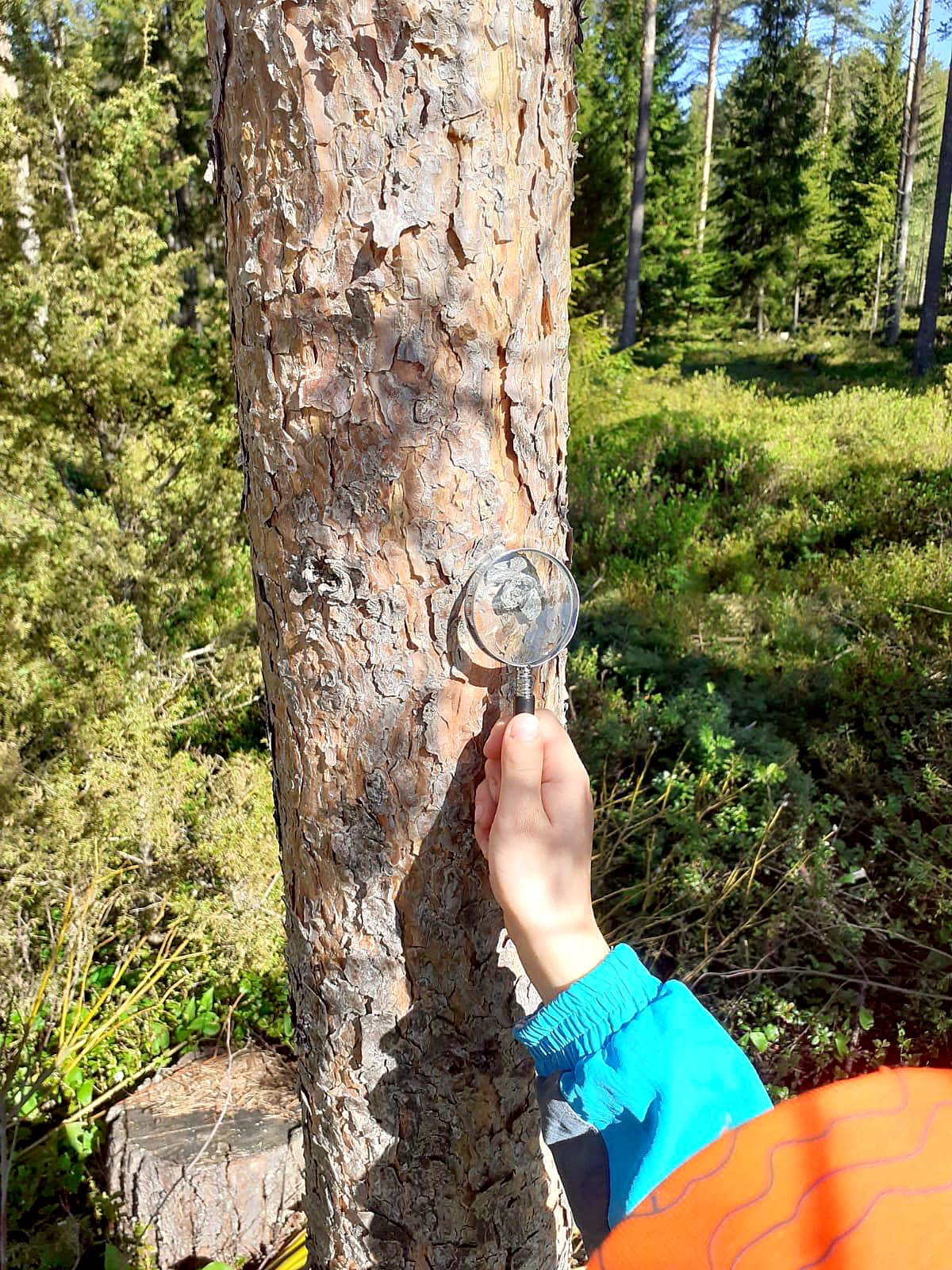 Gumeruksen koulun oppilaat perehtyivät myös kotiseudun luontoon perin juurin.