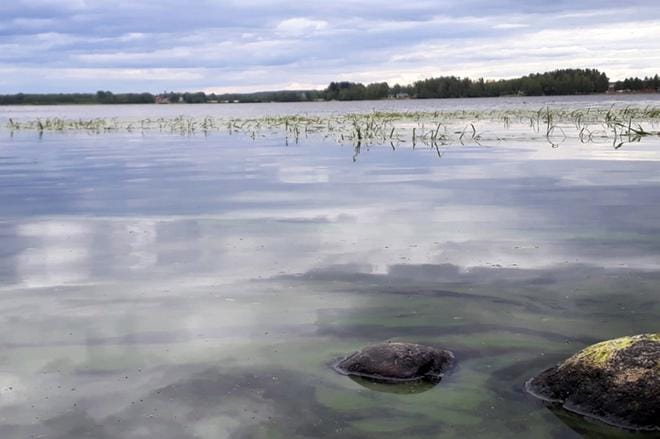 Sinilevähavainnot eivät näytä laantumisen merkkejä Järviseudun alueella. Kuva: Sari Heinilä.