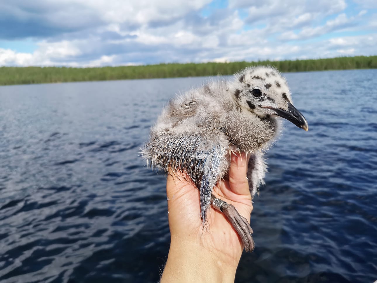 Selkälokki on maailman suomalaisin lintu, sillä yli puolet maailman selkälokeista pesii Suomessa. Selkälokit ovat olleet aina osa Kitkan maisemaa, mutta poikasia löytyi tänä kesänä vain yhdeksän. Selkälokista on tullut Suomessa lyhyessä ajassa erittäin uhanalainen. Syitä uhanalaisuuteen löytyy niin Suomesta, muuttomatkan varrelta, kuin lajin talvehtimisseuduilta, Keski-Afrikasta.