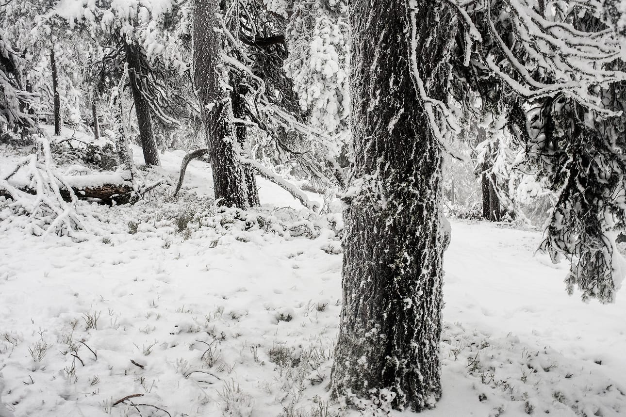 Pro Kuusamo on huolissaan kaivosyhtiön toimien vaikutuksista Kuusamon luontoon.