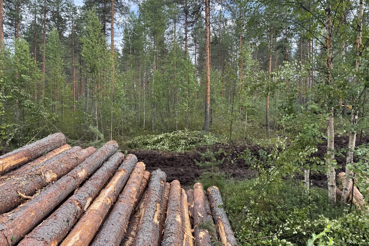 Metsänhakkuut muuttavat maisemaa. Kuvituskuva.