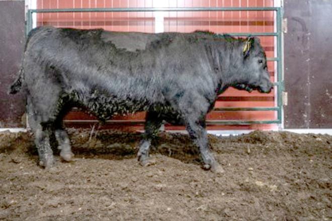 Angus-sonni Männistön Päällikkö oli huutokaupan kuningas 6500 eurolla.