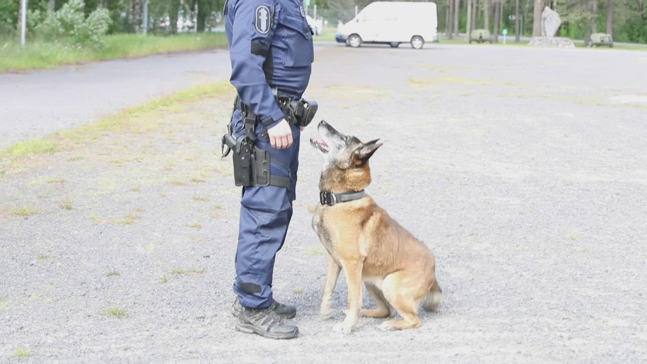 Eläkkeelle jäävä Oulun poliisilaitoksen poliisikoira Horkka esittelee taitojaan