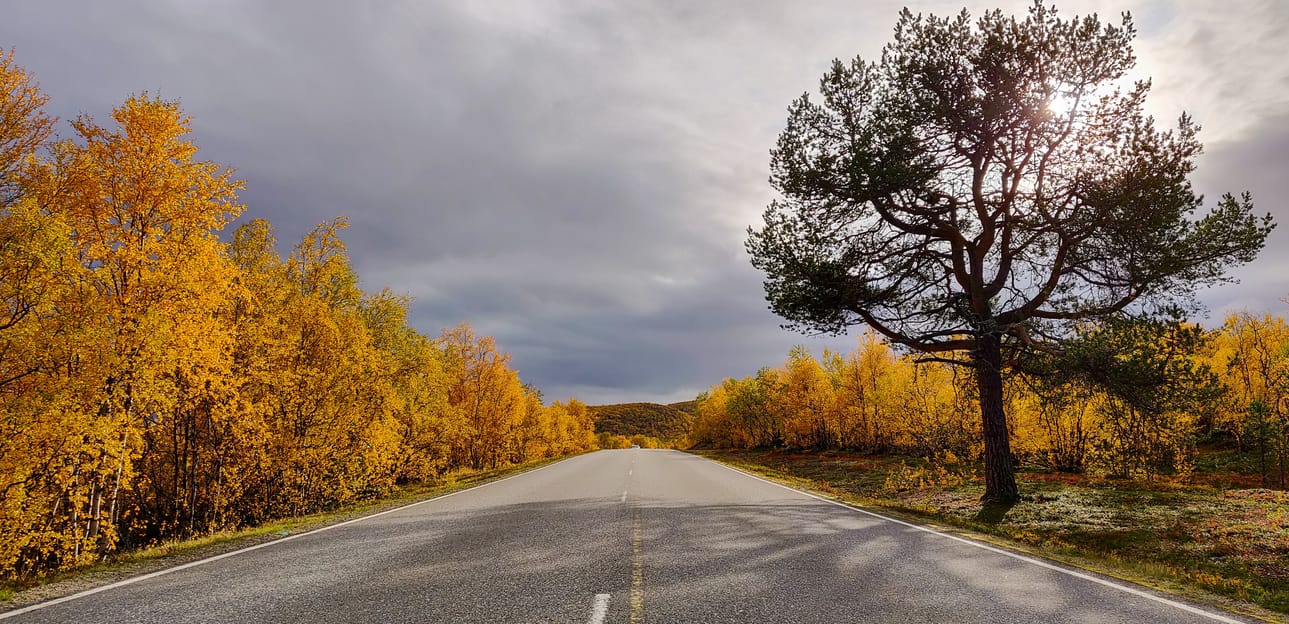 Nelostien pohjoisin mänty ruskan ympäröimänä, kertoo lukija. Pohjois-Lapissa on ollut poikkeuksellisen hyvä ruska tänä vuonna. Pakkasyöt ja vähäsateinen syyskuu on värjännyt maiseman kauniin keltaiseksi.