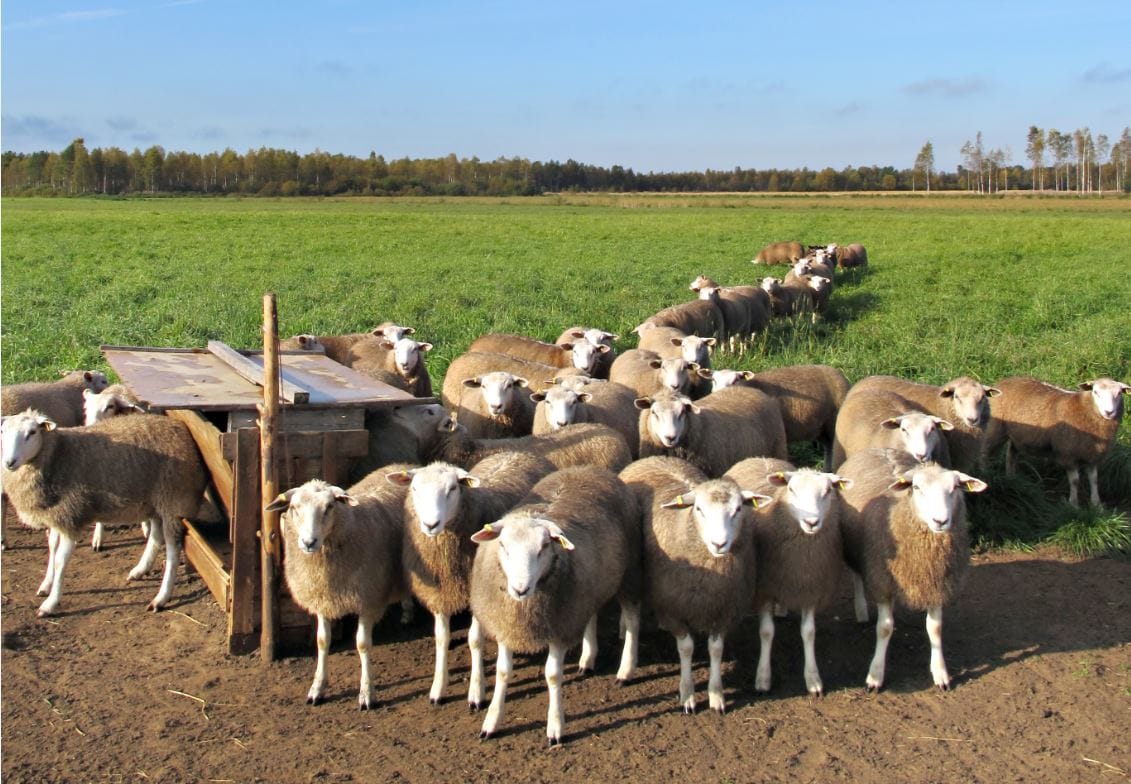 Susiaita rakennetaan lampaiden suojaksi. Arkistokuva.