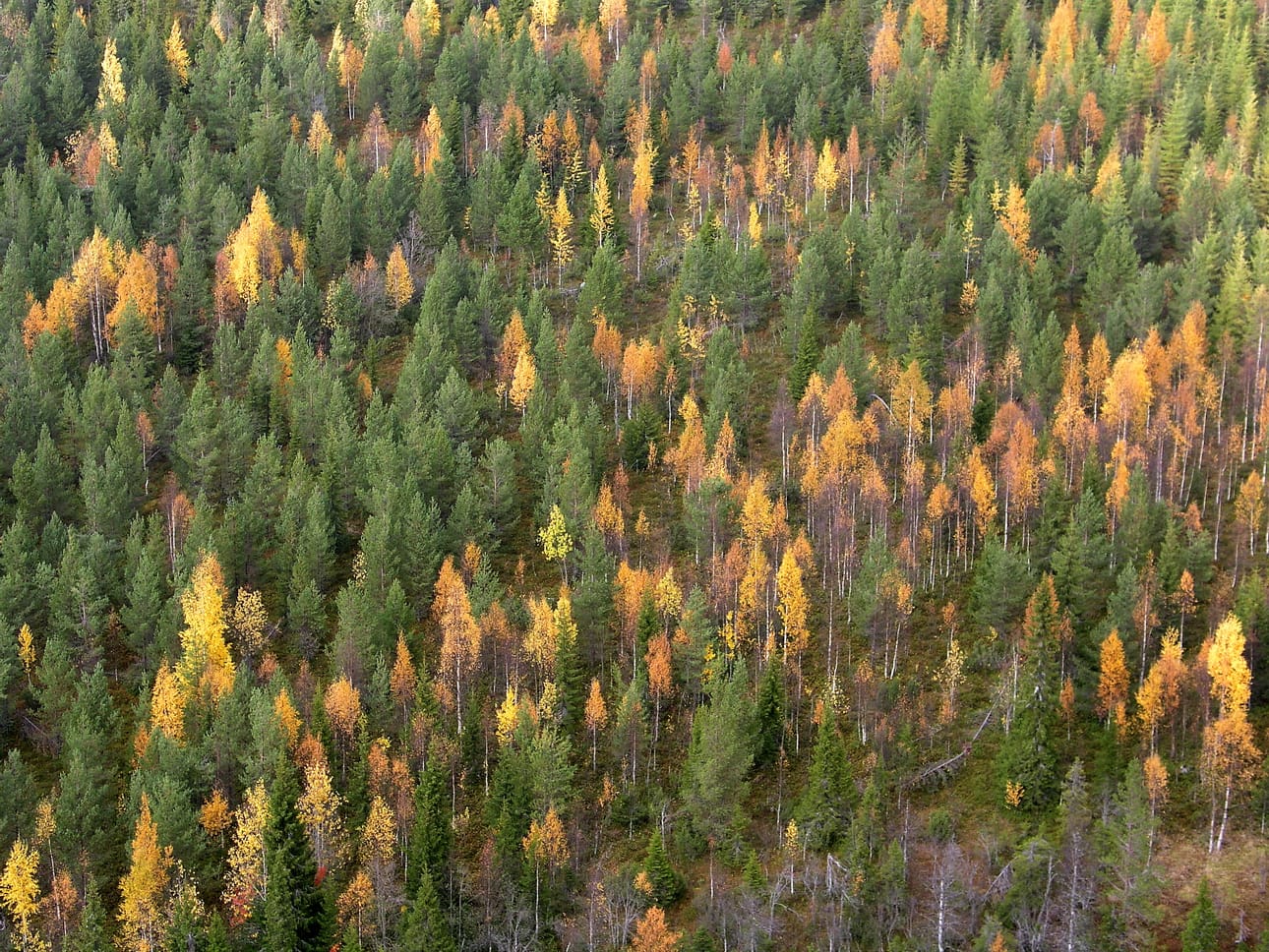 Suomen metsäkeskuksella on käytössään tuoretta tilastotietoa, millä tavoin maamme metsänomistus on jakautunut. Arkistokuva.