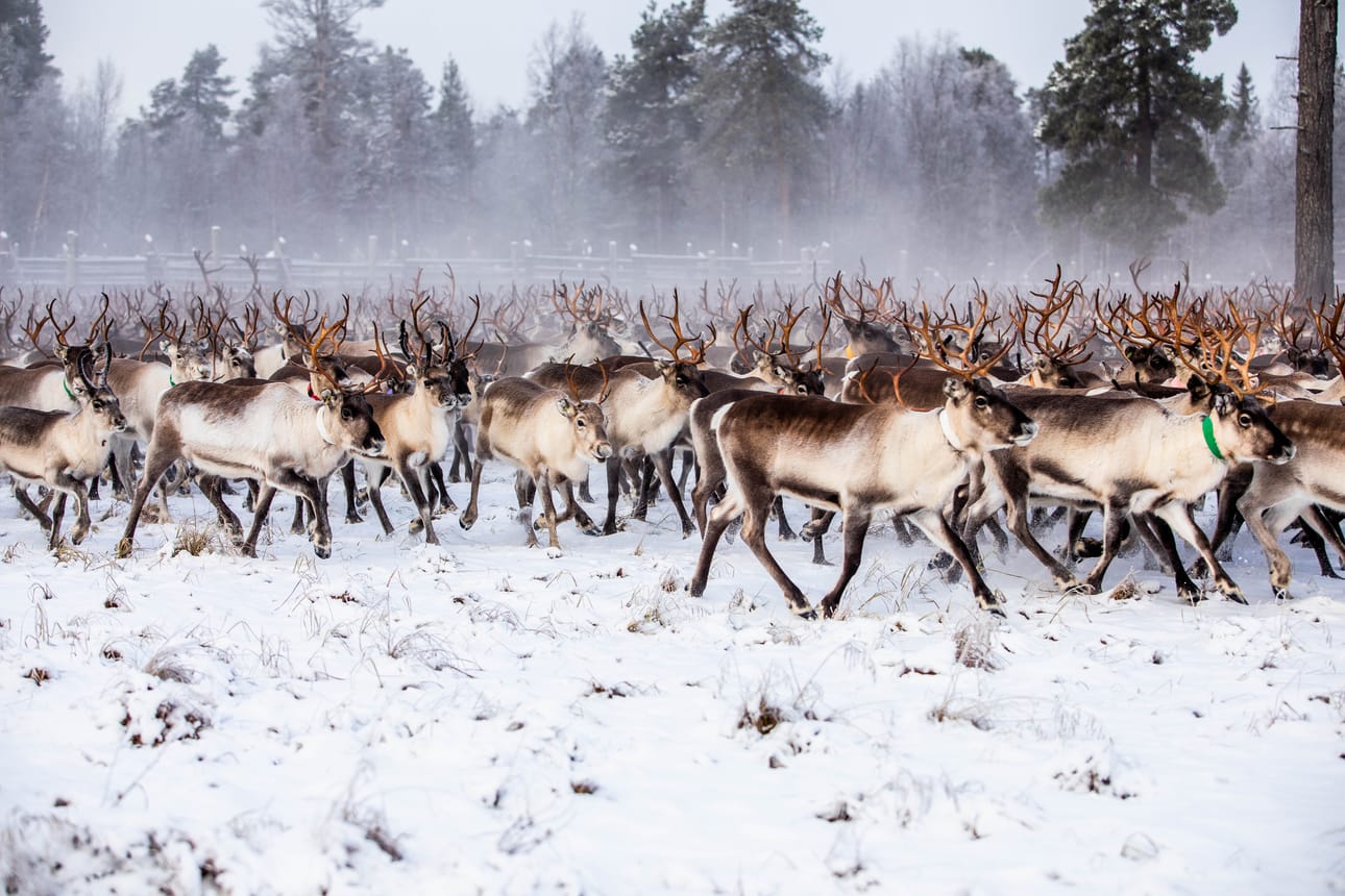 Ympäristönsuojelumääräysten mukaan porojen ruokkiminen heinällä tai muulla rehulla vesistöjen jäälle tai niiden välittömään läheisyyteen on kielletty.