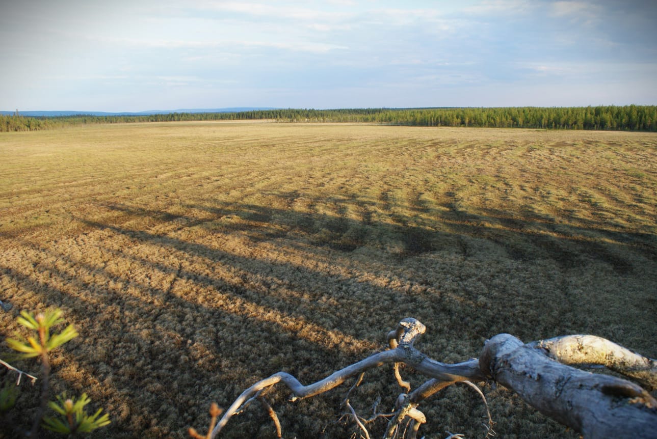 Seiterinsuo Osaran aukeiden laidalla on säästynyt niin metsäojittajilta kuin metsätien tekijöiltä.