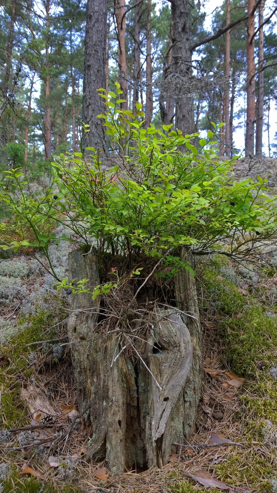 Mustikka vanhassa kannossa