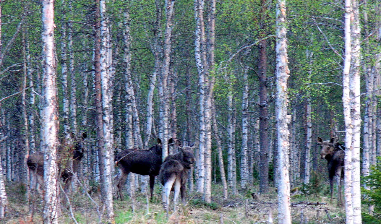 Hirvilupia myönnettiin Koillismaalle ennätysmäärä viime syksynä. Lihan vähyyden vuoksi salametsästykseen ei tarvitse turvautua.
