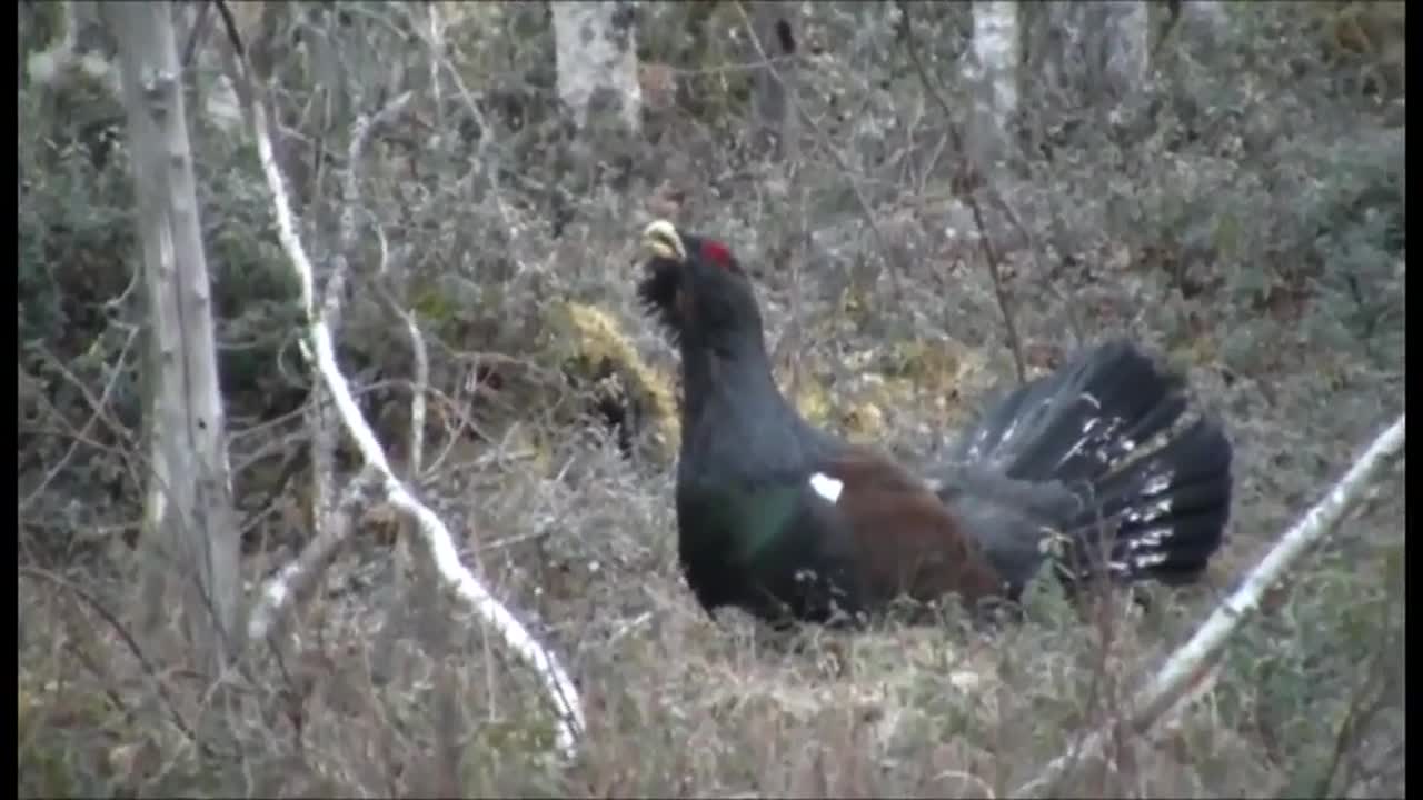 Metso soitimella Kattilankaarrossa