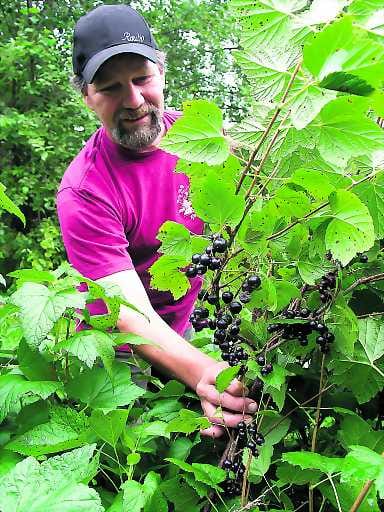 Täällähän näitä. Kalajokisen Markku Alaverrosen mustaherukkamailla alkaa täysi tohinaensi viikolla. Marjaa on tulossa paljon.