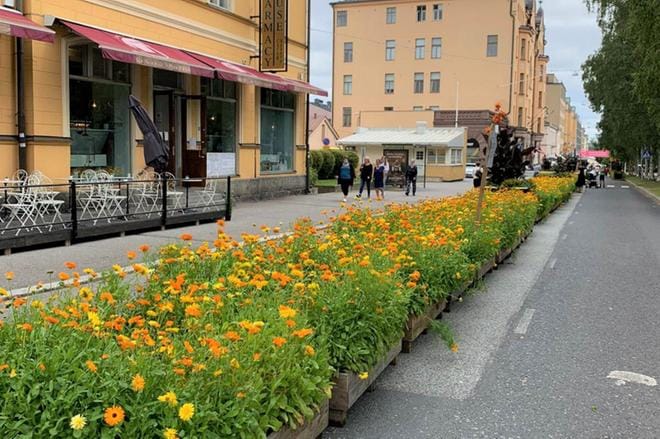 Kävelykadun kehäkukat ovat tarkoitettu silmän iloksi ja kotiin viemisiksi.