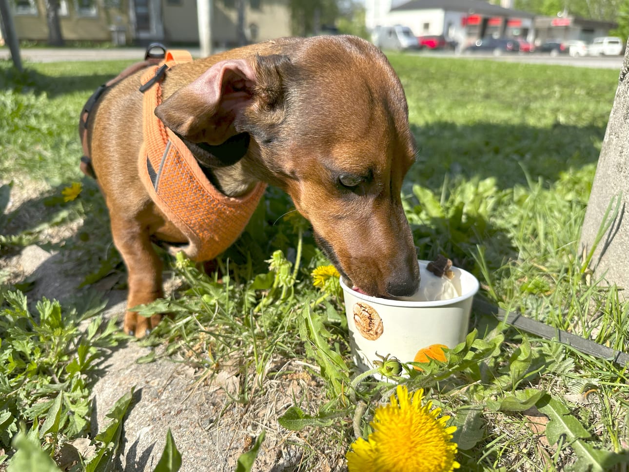 Hulda ei jaksanut syödä koko annosta.