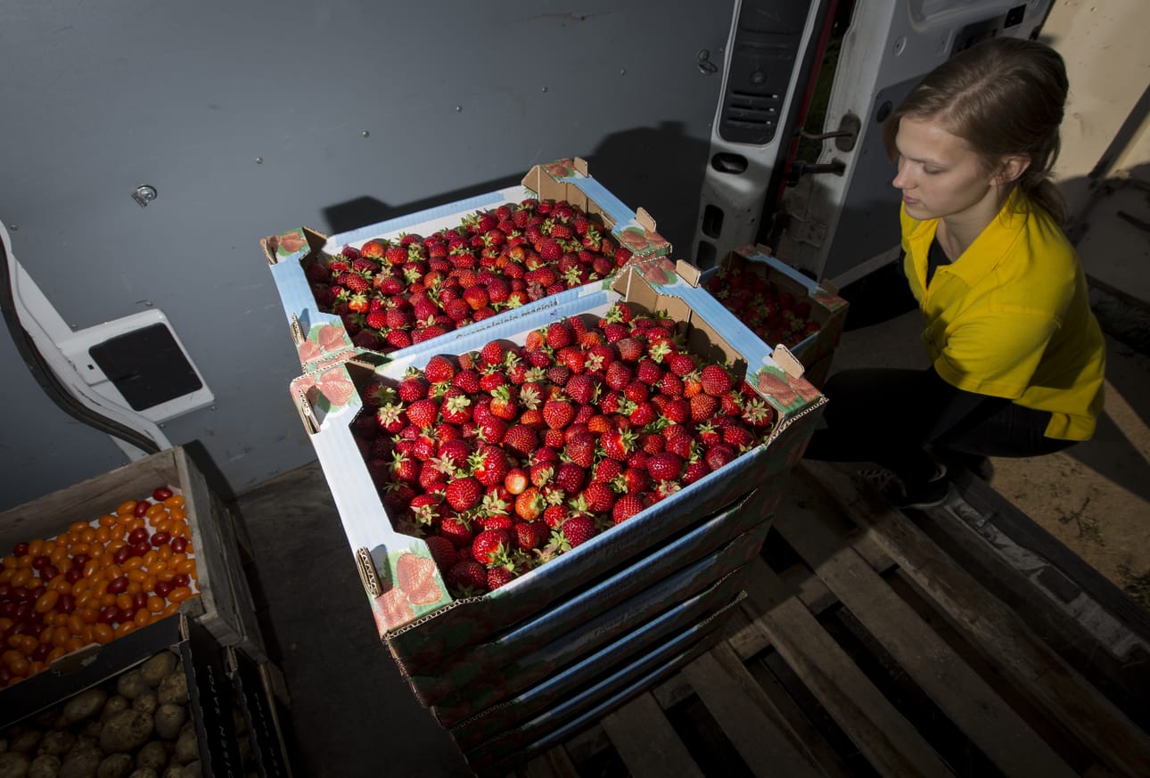 Lotta Karjula pakkaa 60 laatikkoa Lumijoen mansikkaa pakettiauton kyytiin.