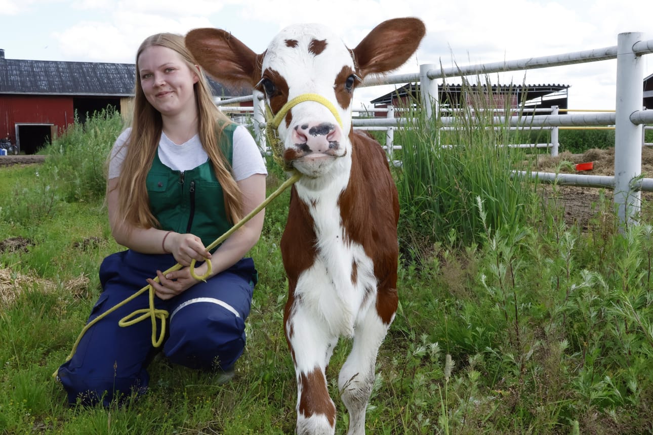 Kun kortesjärveläisellä lomittajalla Jenna Kinnulalla oli vapaata aamu- ja ilta-askareiden välissä, hän teki tuttavuutta kolme päivän vanhan vasikan kanssa avopuolisonsa kotitilalla.