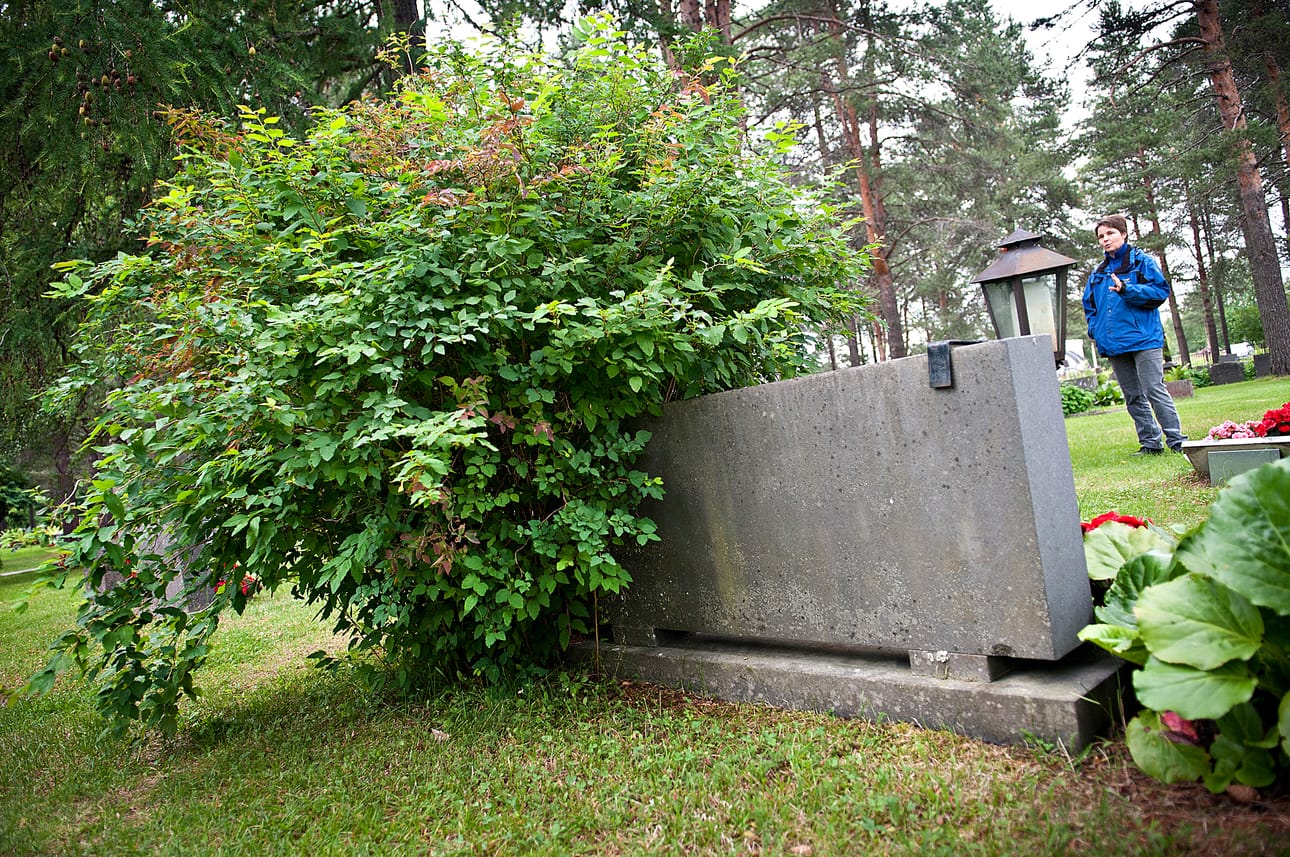 Nilon hautausmaalla rehottaa Virpiangervo. Hautausmaanhoitajan Marja-Liisa Heikkilän mukaan sen ja muiden puuvartisten kasvien istuttaminen Kuusamon hautausmaille on kielletty.