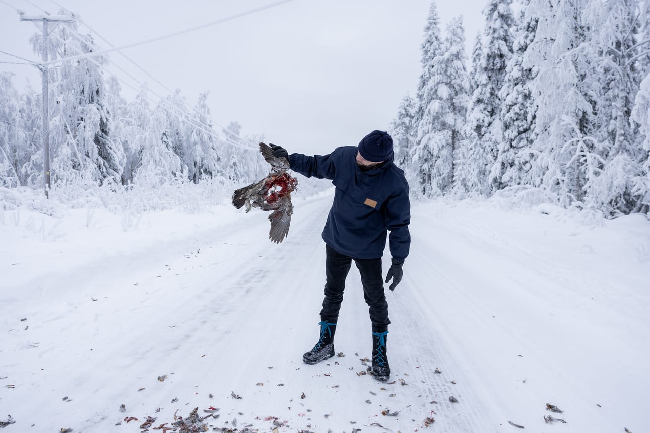 Naarasmetso oli kohdannut loppunsa Asmuntientiellä. Paikalle osunut Tuomo Pirttimaa tutki osaksi luonnon kiertokulkua päätynyttä lintua.