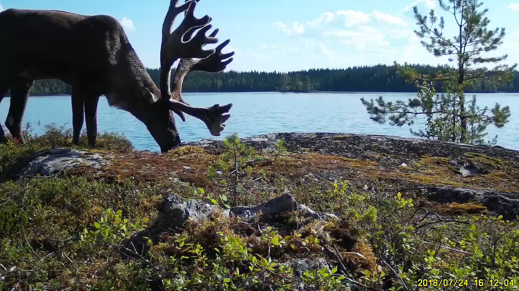 Sarvipää ruokailemassa