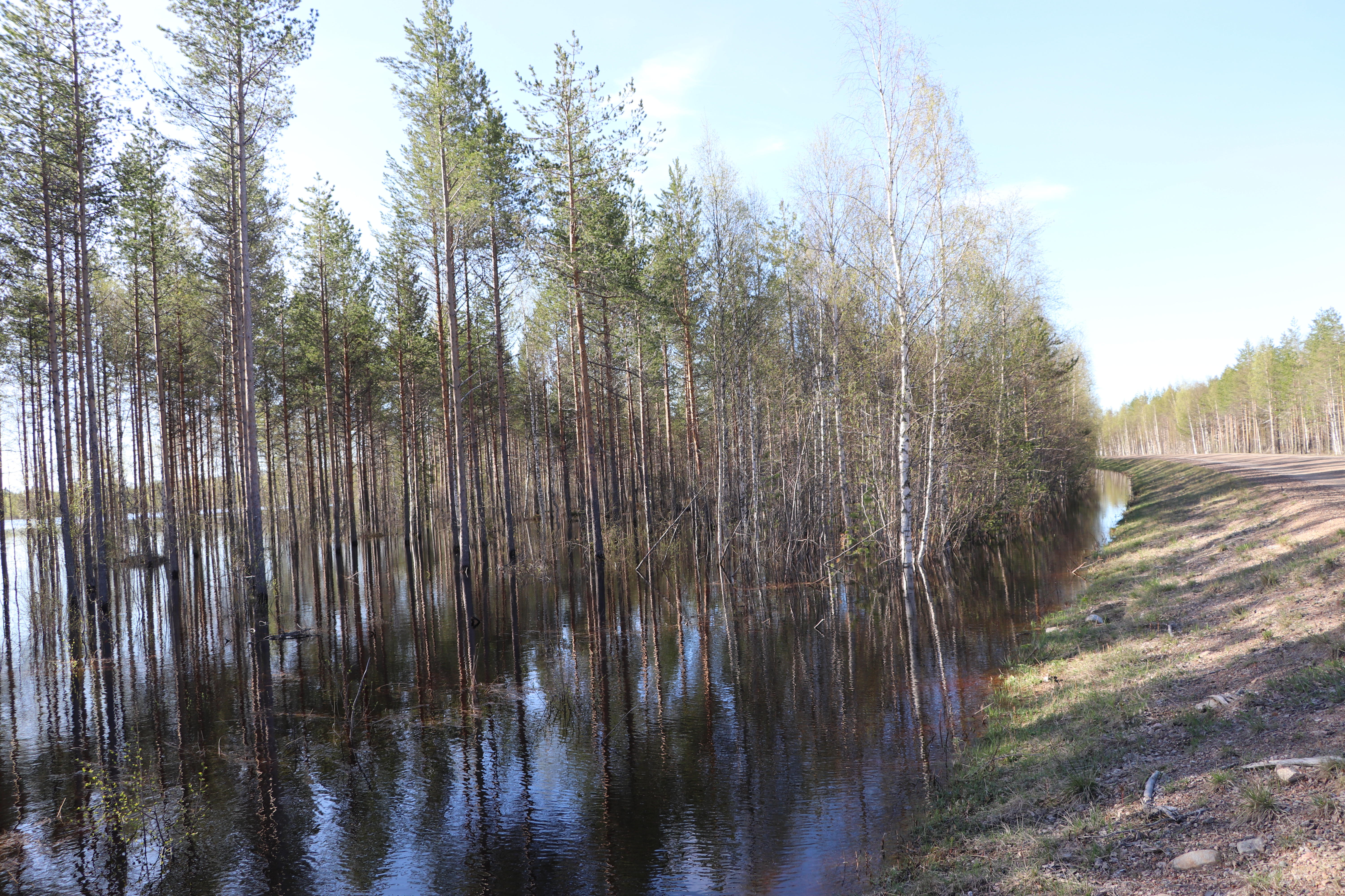 Petäjäkankaantien varresta Kollajalta. Kuva perjantailta.
