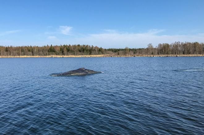 Merenkurkussa vierailleesta Lotta-valaasta ei ole tehty uusia havaintoja. Kuva: Rajavartiolaitos
