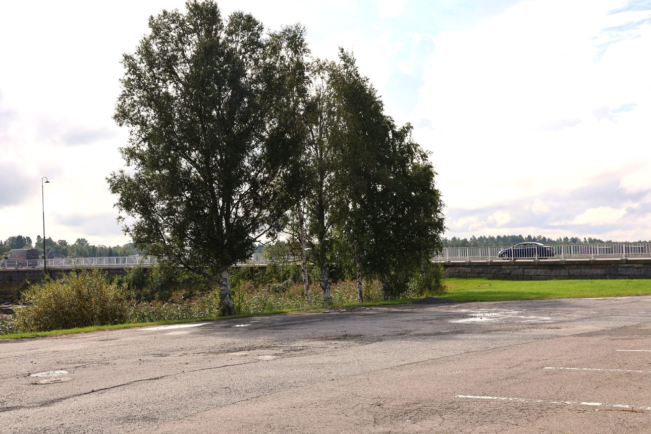 Kaadettavat puut kasvavat pitkän sillan lähellä.