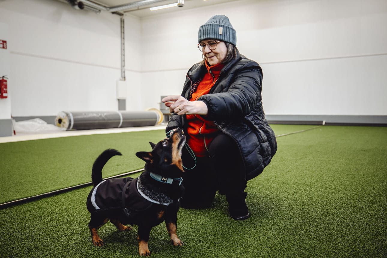 Outi Rantalan perustama Tassuhalli avautuu maaliskuun alussa. Rantalan oma 8,5-vuotias Hiski-koira pääsi testaamaan hallin nurmimattoa ensimmäisenä.