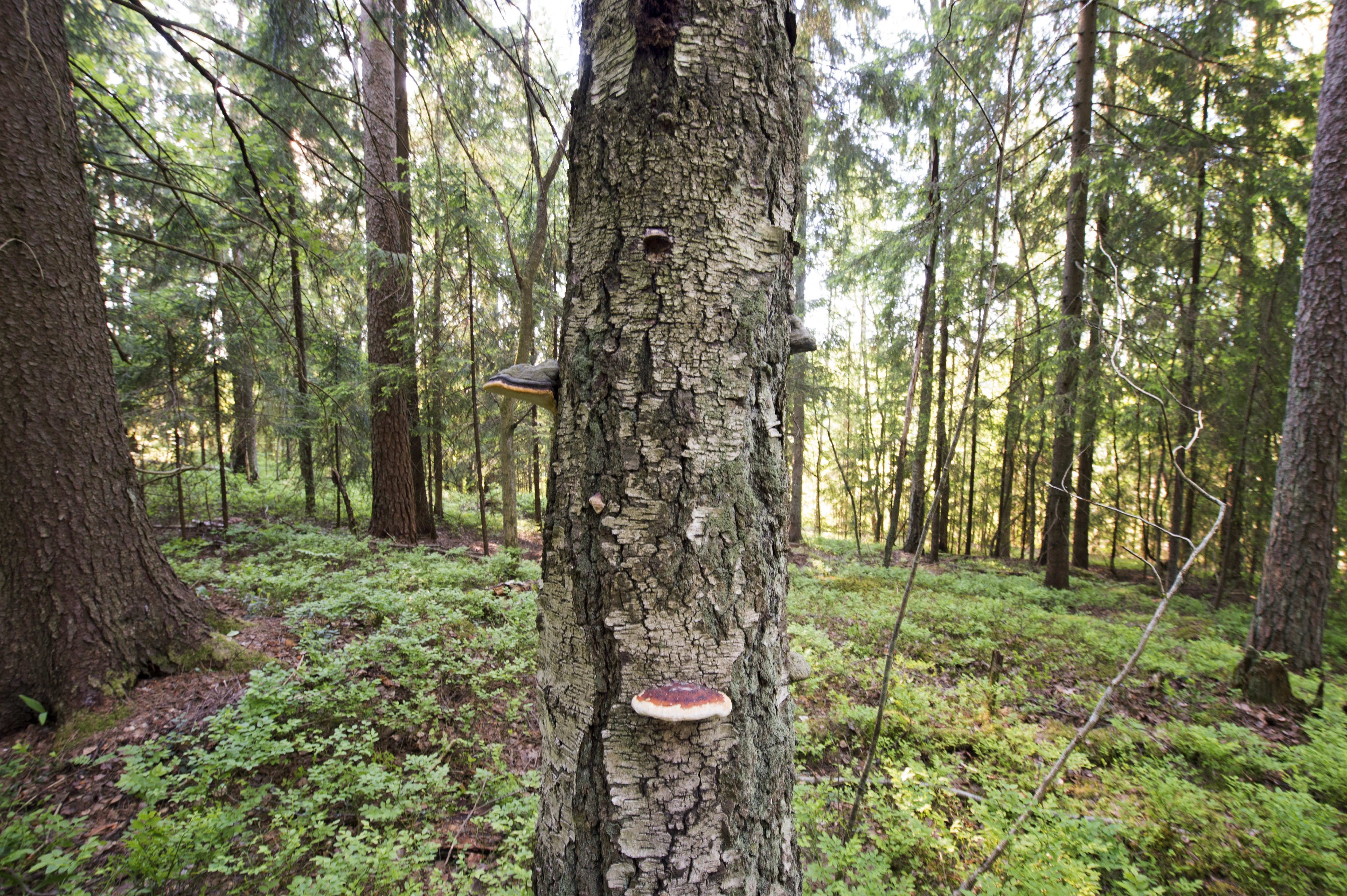 Elvyttävä ympäristö on luonnontilainen.